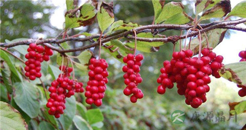 五味子泡茶能治胃病吗
