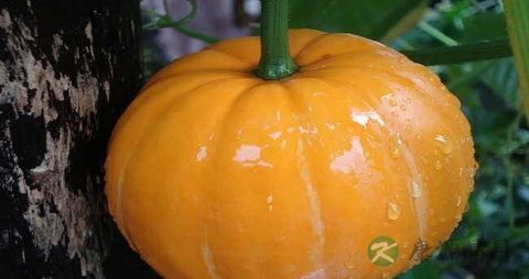 帮助消化又不伤胃的食物有哪些