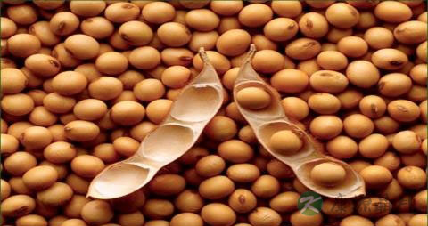 乳腺癌手术后能喝茶吗