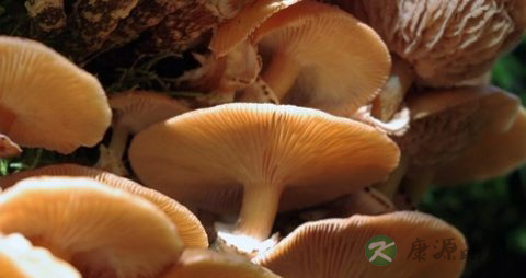 小细胞肺癌化疗饮食注意事项