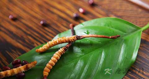 化疗后吃冬虫夏草好吗