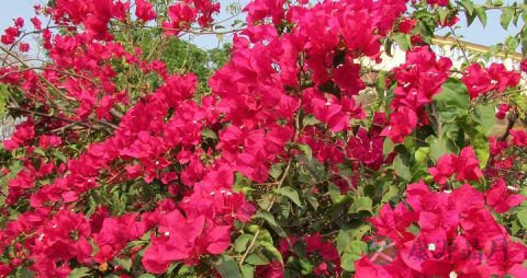 哪些人不能吃葛花