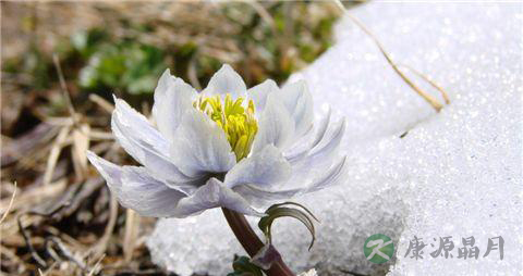雪莲花的副作用
