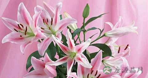 百合的花可以吃吗