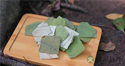 荷叶茶副作用