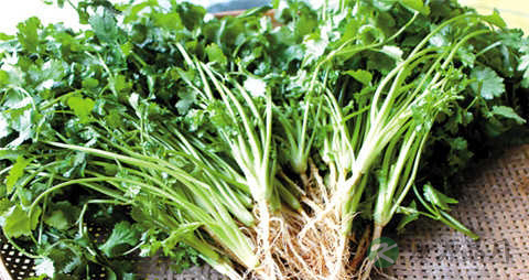 香菜吃多了好吗