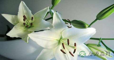 百合花苞能吃吗