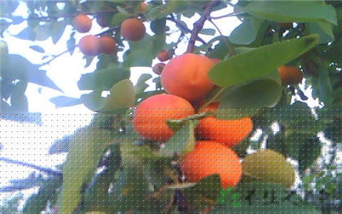杏吃多了好吗