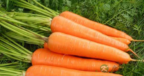 胡萝卜和菠菜能一起吃吗