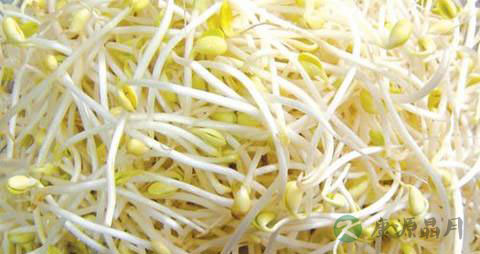 黄豆芽的营养价值与饮食禁忌