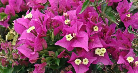 哪些人不能吃葛花