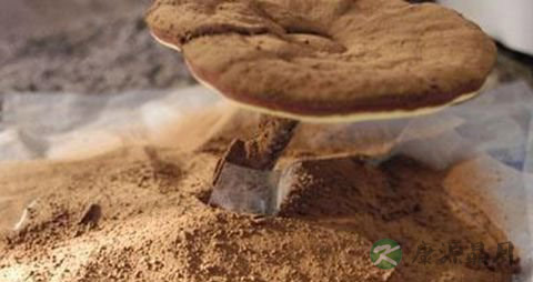 灵芝孢子粉怎么鉴别