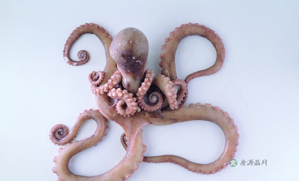 吃一口鱿鱼等于40口肥肉？