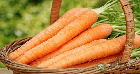 吃什么东西能润喉