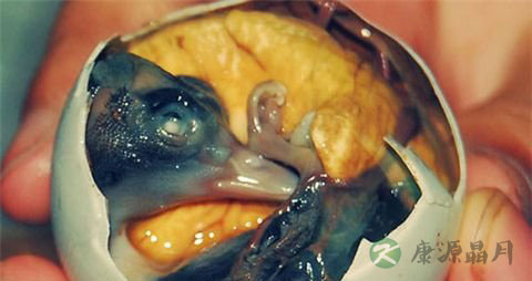 世界奇葩小吃:美食界的生化武器 世界奇葩小吃:美食界的生化武器