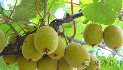 一年12个月水果怎么吃最养生