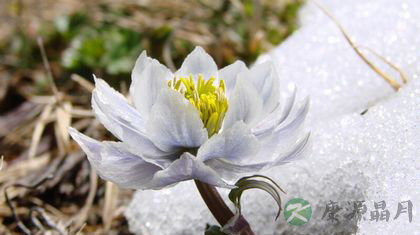 天山雪莲花怎么吃最好