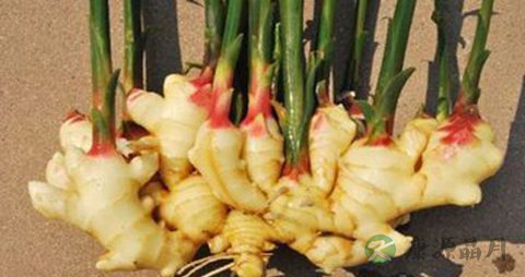 生姜治疗脱发吗