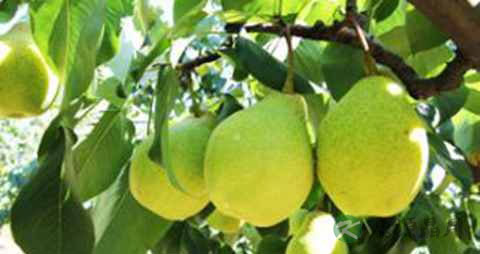 小儿吃什么止咳化痰 小儿吃什么止咳化痰