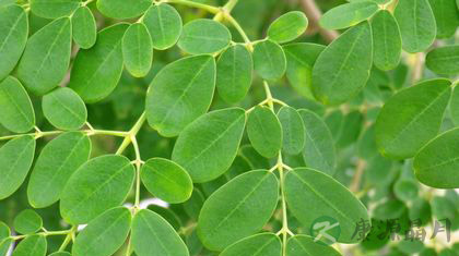 辣木树长怎么样 辣木树长怎么样