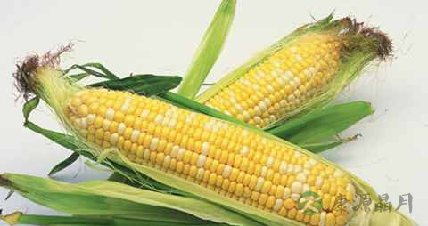 记忆力减退吃什么好 记忆力减退吃什么好