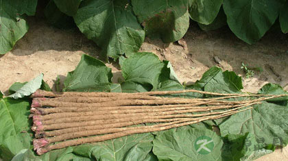 你不知道的牛蒡吃法