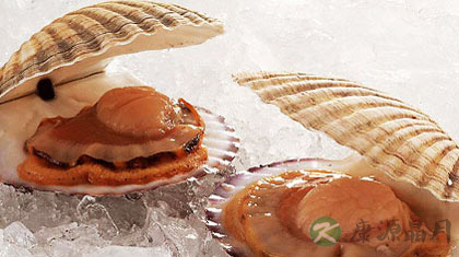 扇贝的家常做法