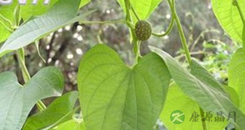 肾虚型脱发怎么治疗