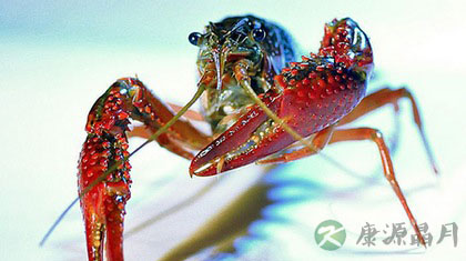 小龙虾是哪个地方的菜