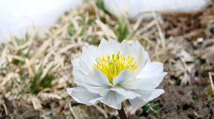 雪莲花能治痛风吗 雪莲花能治痛风吗