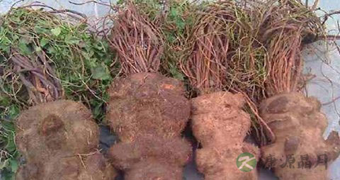 用什么可以治疗脱发