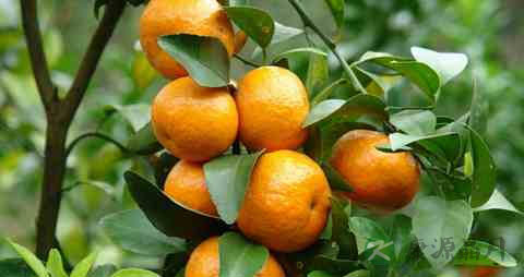 牙龈肿吃什么菜 牙龈肿吃什么菜