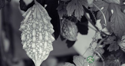 苦瓜怎样吃好