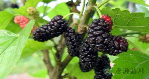 血压低血糖低吃什么好 血压低血糖低吃什么好