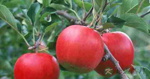 牙痛吃什么水果好 牙痛吃什么水果好