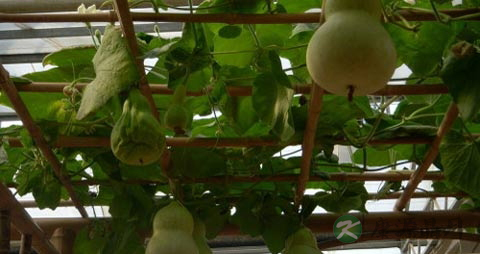 什么蔬菜降血压