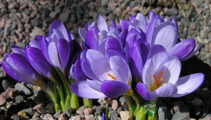 藏红花的适合人群