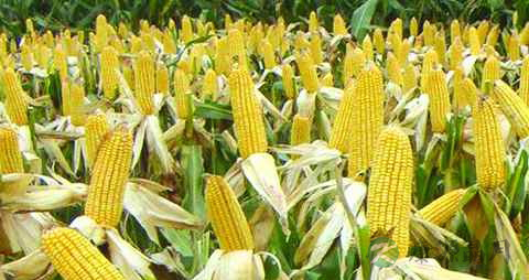 哪些食物增加记忆力