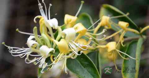 喝什么治疗咽炎 喝什么治疗咽炎