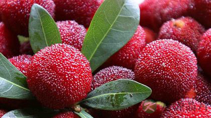 杨梅有虫能吃吗?如何清洗才干净 杨梅有虫能吃吗?如何清洗才干净