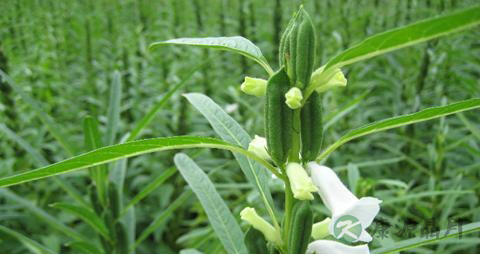 治疗脱发小窍门 治疗脱发小窍门