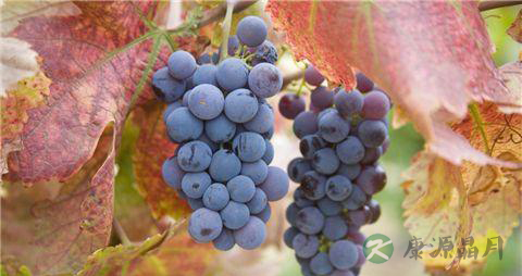 吃葡萄有什么好处 吃葡萄有什么好处