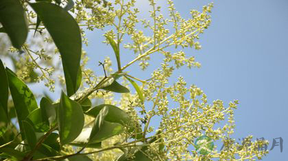 清肝明目的中药 清肝明目的中药