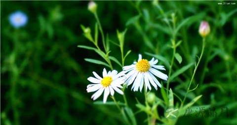 什么东西能明目 什么东西能明目