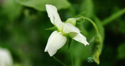 蚕豆治病小秘方 蚕豆治病小秘方