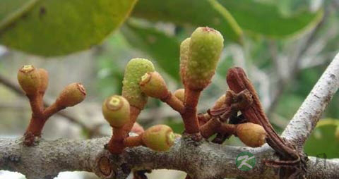 强筋壮骨中药 强筋壮骨中药