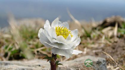雪莲花适用人群
