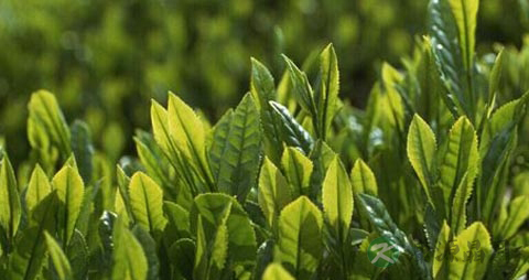 牙齿不好吃什么食物 牙齿不好吃什么食物