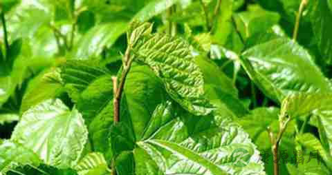 清肝明目茶 清肝明目茶