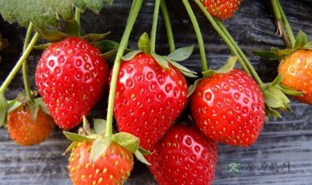 如何正确洗草莓